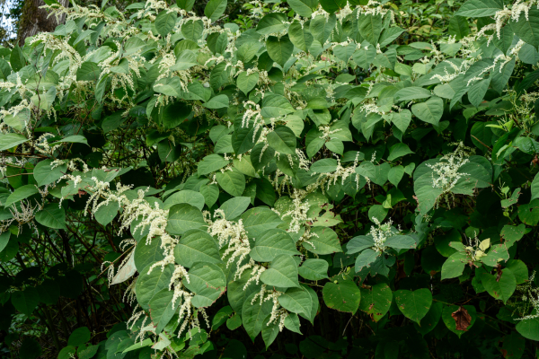 A Guide to Understanding Japanese Knotweed Surveys 