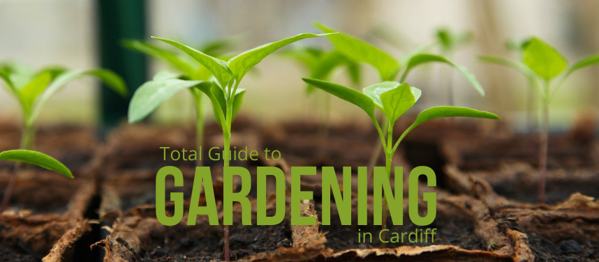 Gardening in Cardiff