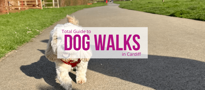 Dog Walks in Cardiff